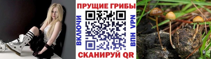 Галлюциногенные грибы MAGIC MUSHROOMS  как найти закладки  Кандалакша 