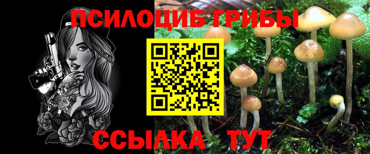 Галлюциногенные грибы Psilocybine cubensis Кандалакша